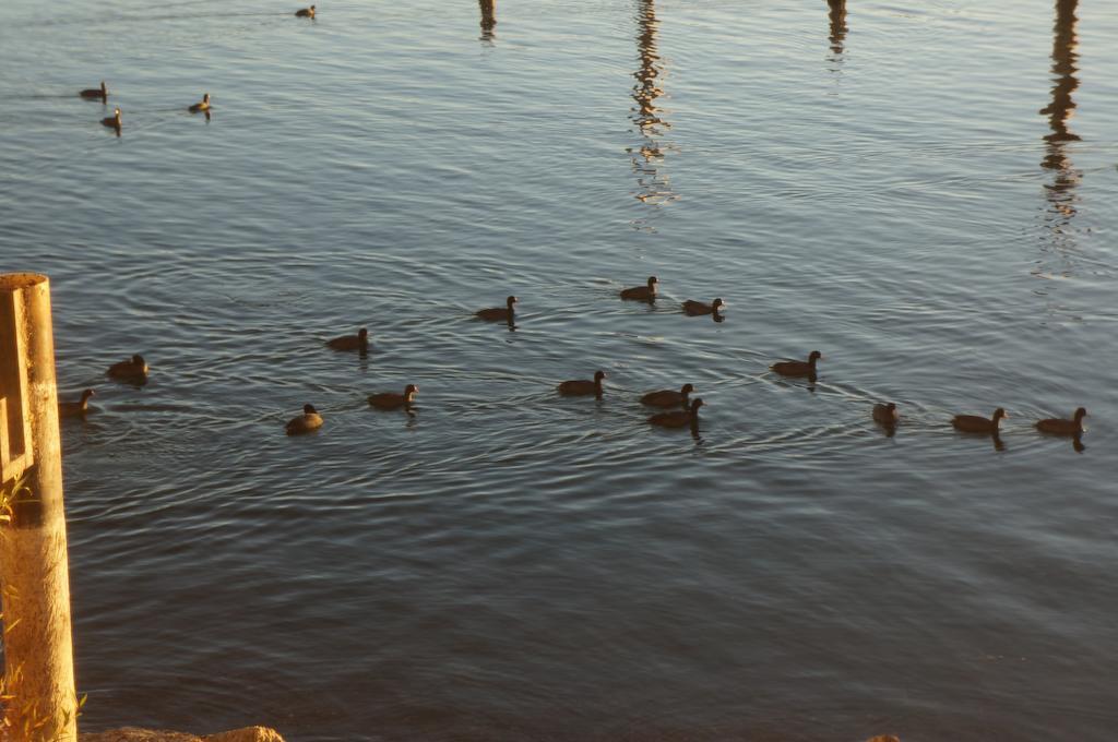 Lake Marina Inn Clearlake Oaks Eksteriør billede